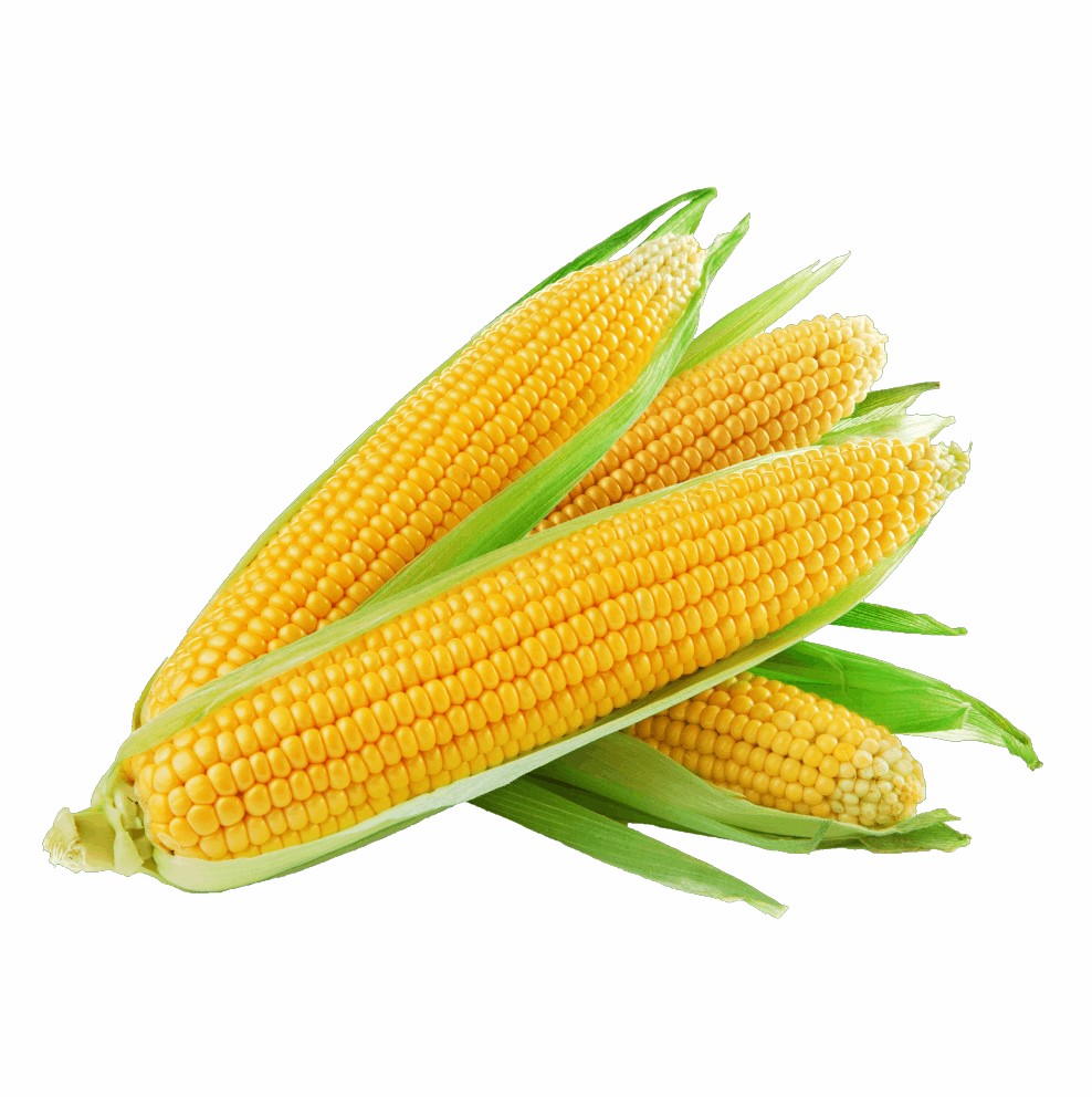 Sweet Corn ( गोड मका)