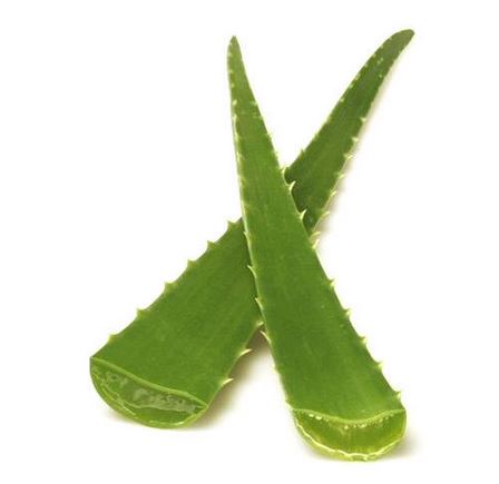  (1 Pc) Gwarpatha (Aloe Vera)