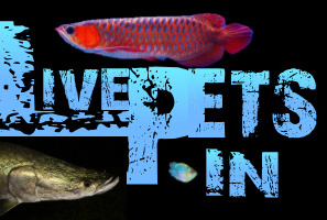 Livepets