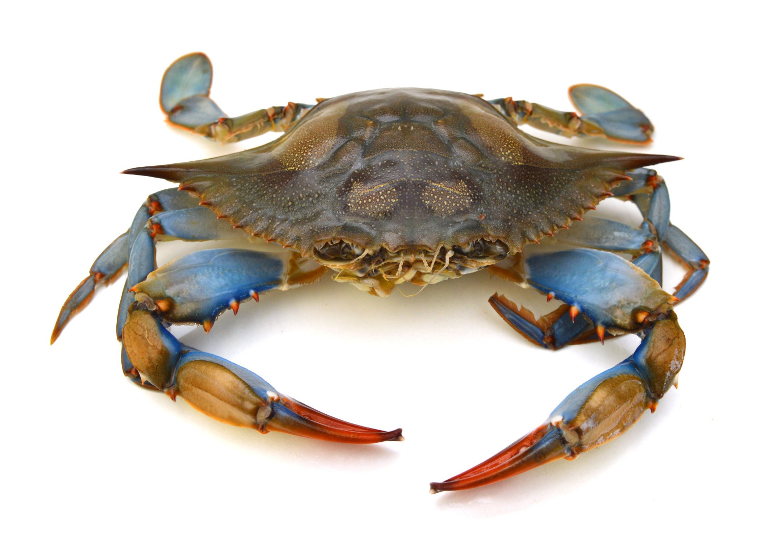 Blue crab / Yedi