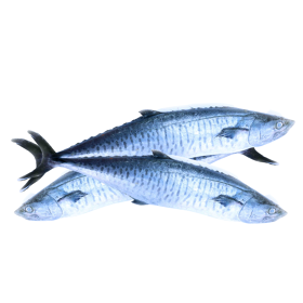 Anjal (Kingfish)