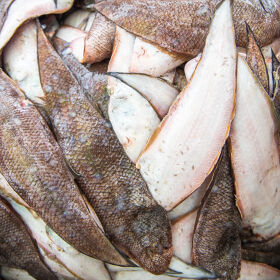 Nang (Solefish)