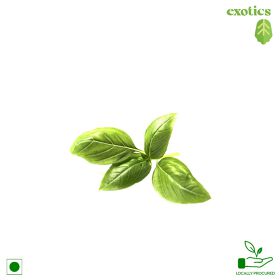 Exotic Basil Leaves, 100 gm