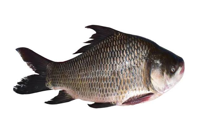 Fish(Katla) 500g