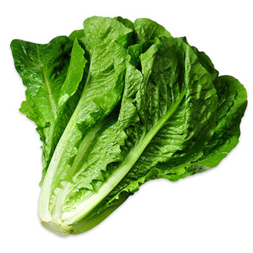 Lettuce - Romaine (Salad Patta)