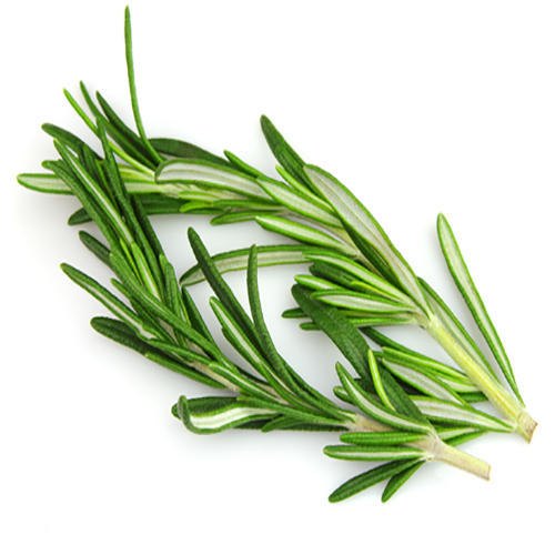 Rosemary Herb Fresh 