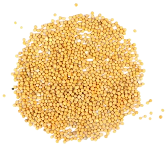 White Mustard Seed 100gm