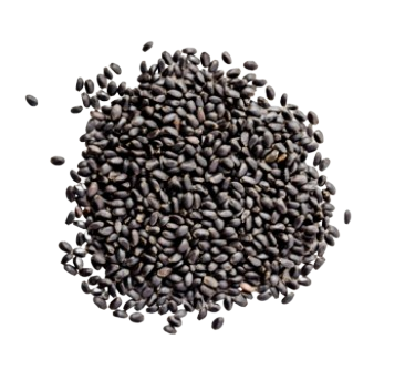 Basil Seed (Sabja)