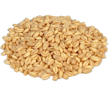 Wheat Sharbati 