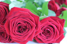Rose Stick