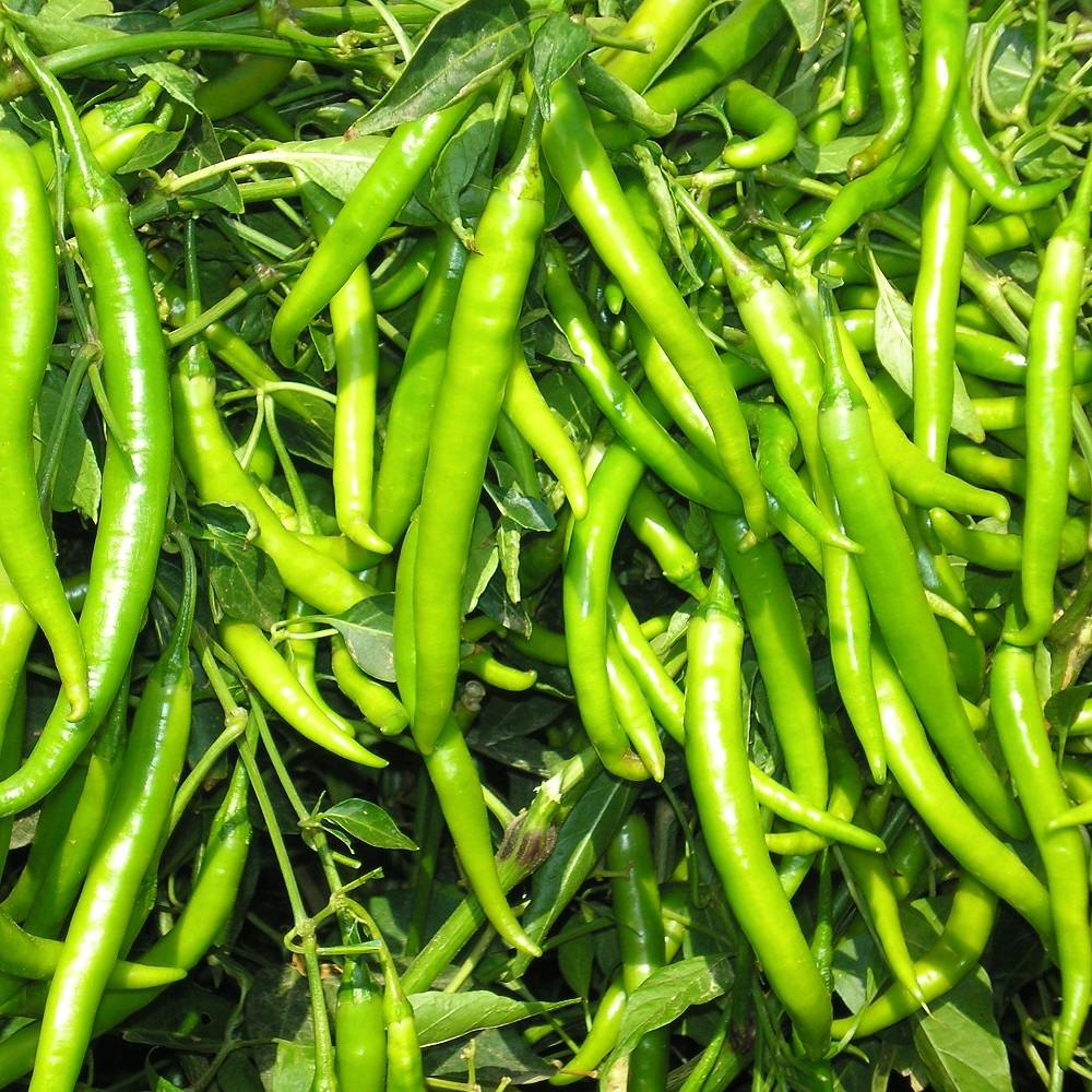 Green Chilly, 1Kg