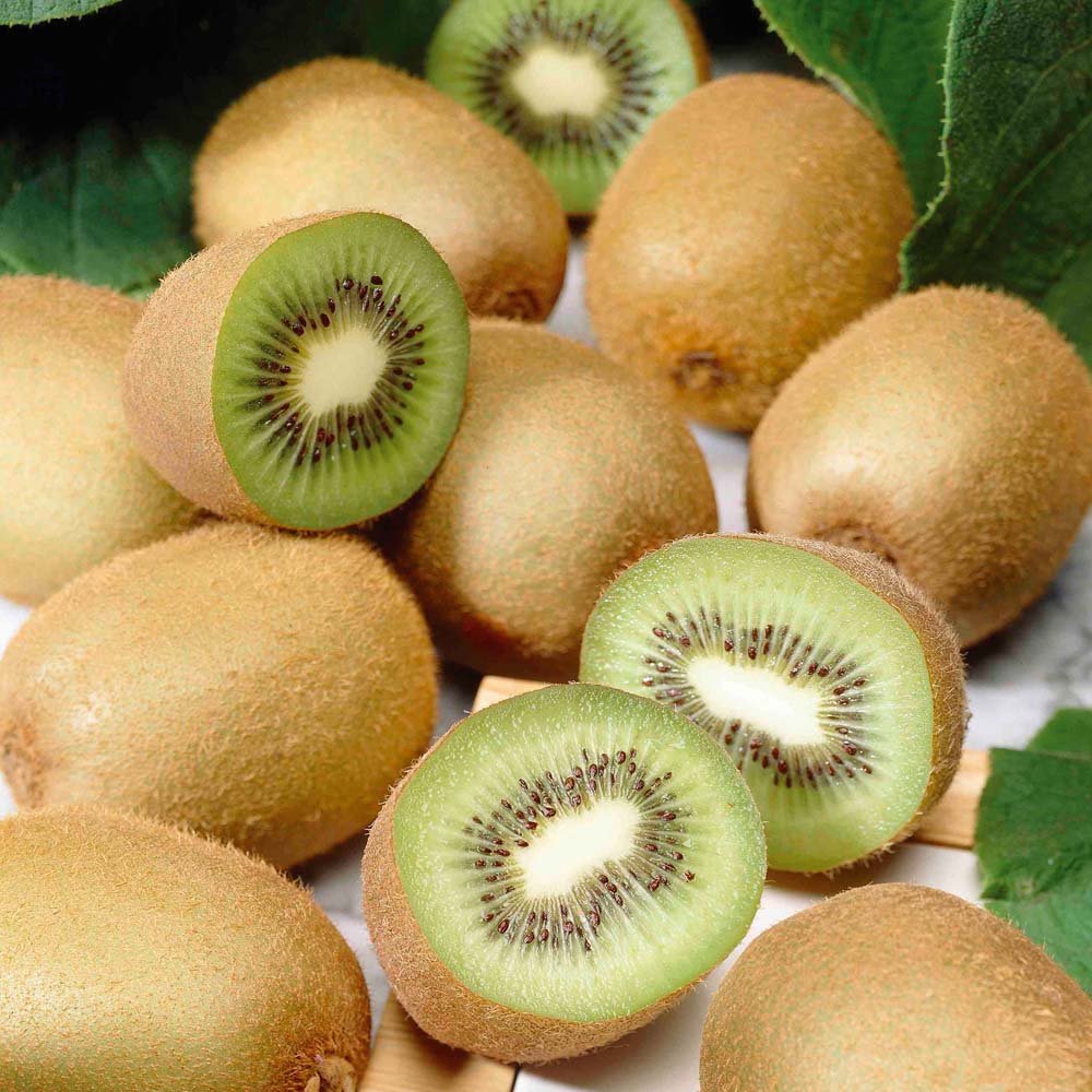 Kiwi Fruit, 1N