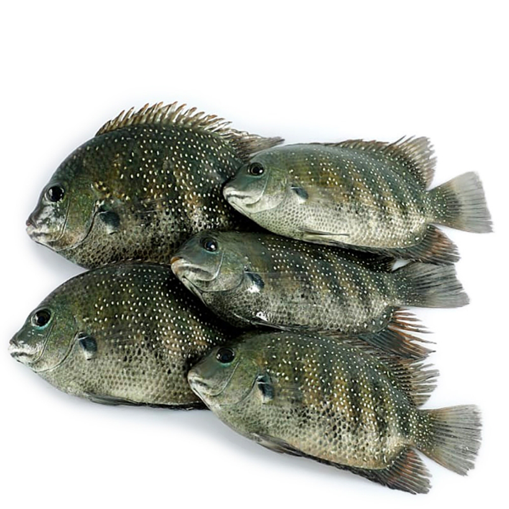 Karimeen