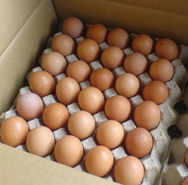 Best Quality Fresh Brown Egg Tray 30 Units